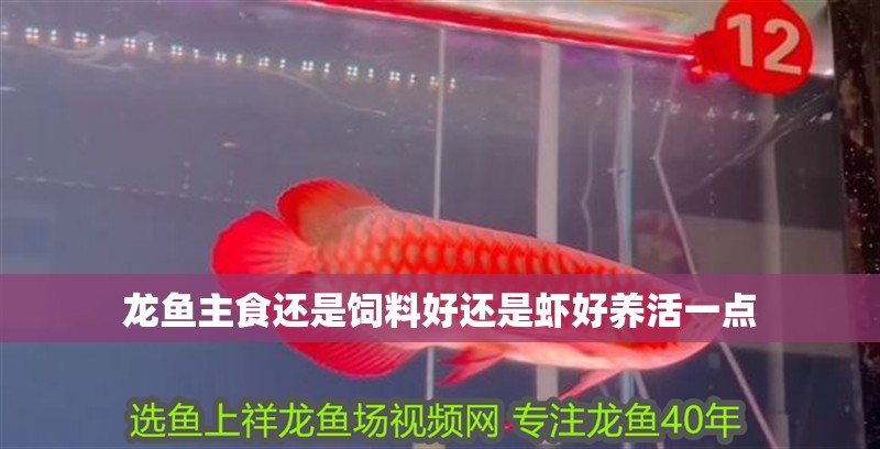 詳細(xì)閱讀:龍魚(yú)主食還是飼料好還是蝦好養(yǎng)活一點(diǎn) 龍魚(yú)主食還是飼料好還是蝦好養(yǎng)活一點(diǎn)