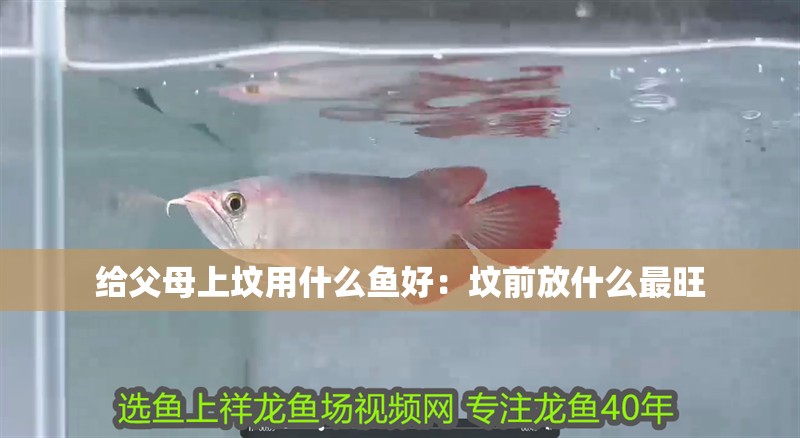 給父母上墳用什么魚好：墳前放什么最旺