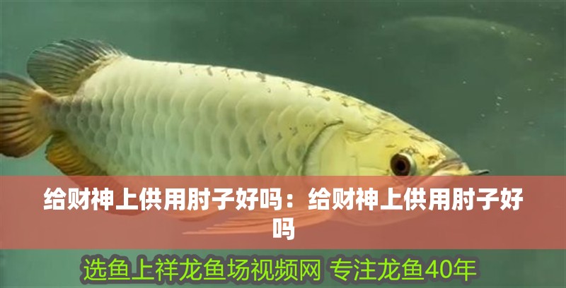 給財神上供用肘子好嗎：給財神上供用肘子好嗎