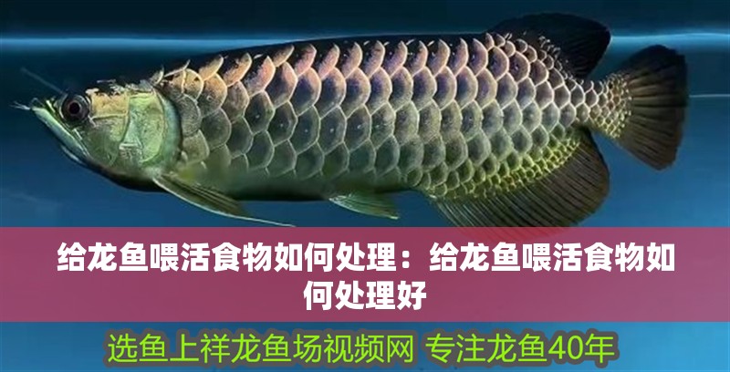給龍魚喂活食物如何處理：給龍魚喂活食物如何處理好
