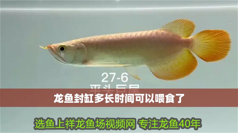 龍魚封缸多長時間可以喂食了