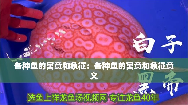 各種魚的寓意和象征：各種魚的寓意和象征意義