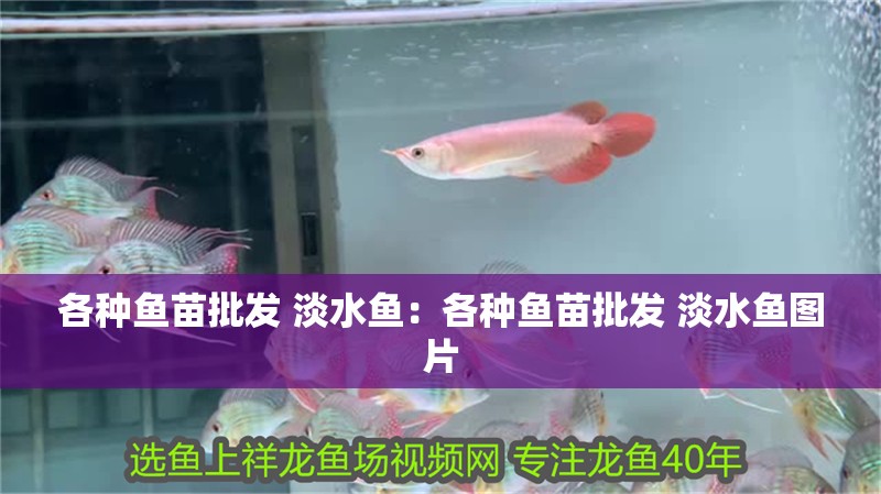 各種魚苗批發 淡水魚：各種魚苗批發 淡水魚圖片
