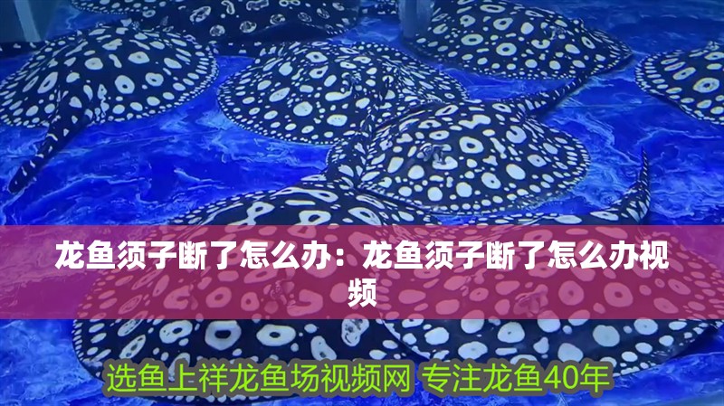 龍魚須子斷了怎么辦：龍魚須子斷了怎么辦視頻 龍魚須子斷了怎么辦：龍魚須子斷了怎么辦視頻 水族問答