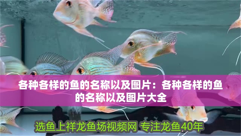 各種各樣的魚的名稱以及圖片：各種各樣的魚的名稱以及圖片大全
