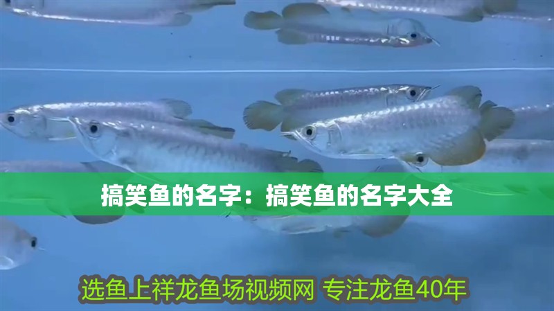搞笑魚的名字：搞笑魚的名字大全 搞笑魚的名字：搞笑魚的名字大全 龍魚百科 第1張