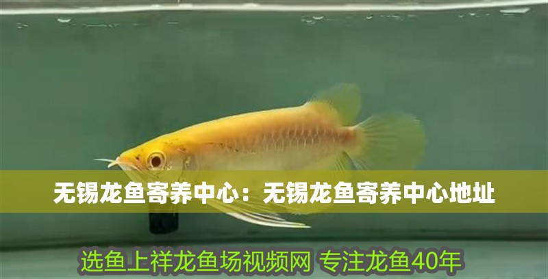 無錫龍魚寄養中心：無錫龍魚寄養中心地址