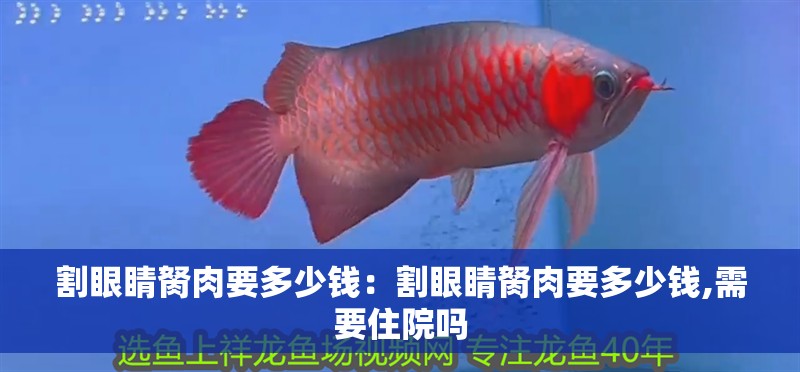 割眼睛胬肉要多少錢：割眼睛胬肉要多少錢,需要住院嗎 割眼睛胬肉要多少錢：割眼睛胬肉要多少錢,需要住院嗎 龍魚百科 第1張