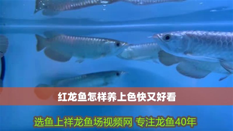 紅龍魚怎樣養上色快又好看