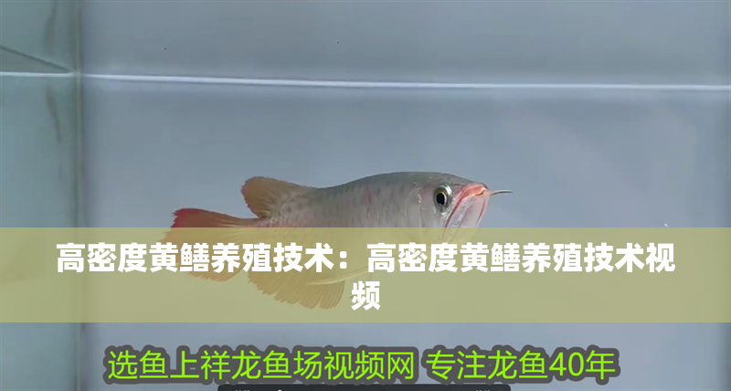 高密度黃鱔養(yǎng)殖技術(shù)：高密度黃鱔養(yǎng)殖技術(shù)視頻