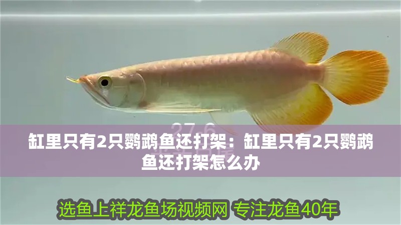 缸里只有2只鸚鵡魚(yú)還打架：缸里只有2只鸚鵡魚(yú)還打架怎么辦