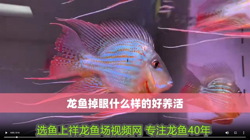 龍魚掉眼什么樣的好養活