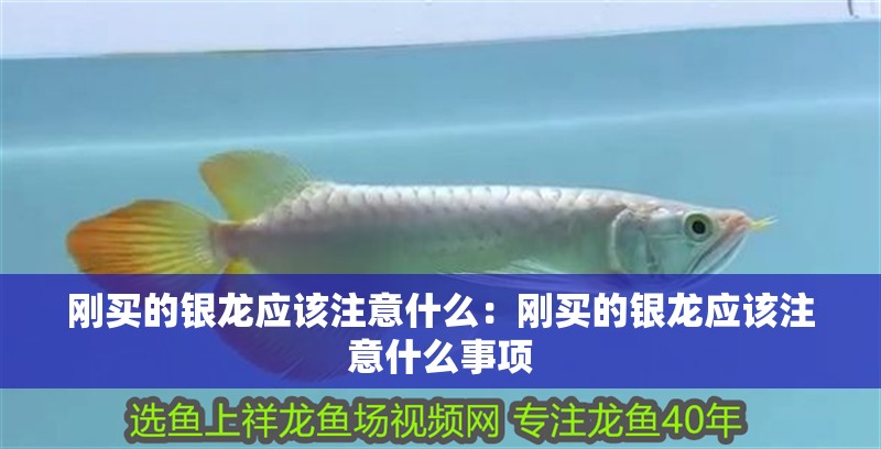 剛買的銀龍應該注意什么：剛買的銀龍應該注意什么事項