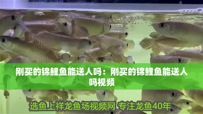 剛買的錦鯉魚能送人嗎：剛買的錦鯉魚能送人嗎視頻