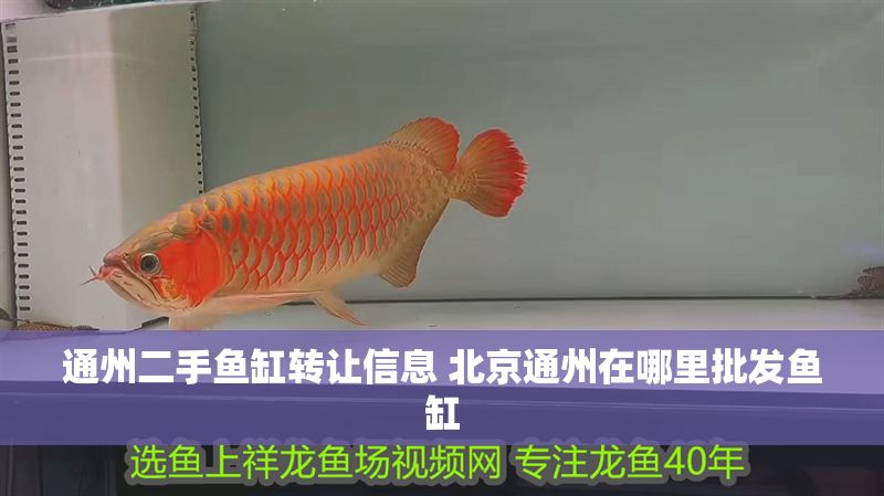 通州二手魚缸轉(zhuǎn)讓信息 北京通州在哪里批發(fā)魚缸