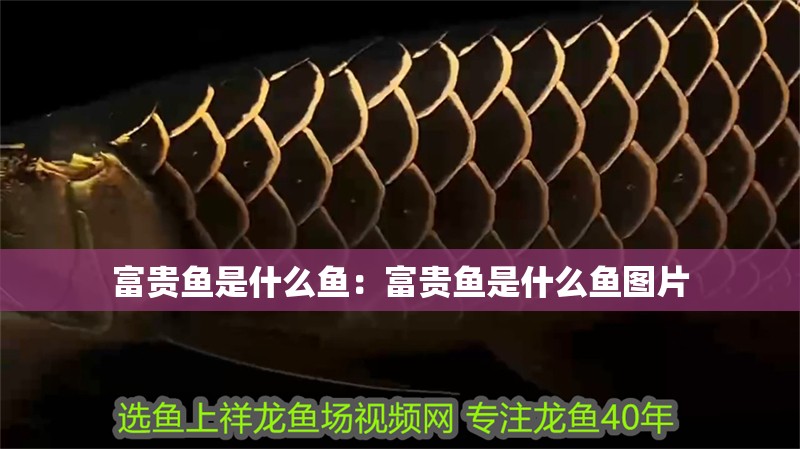 富貴魚是什么魚：富貴魚是什么魚圖片