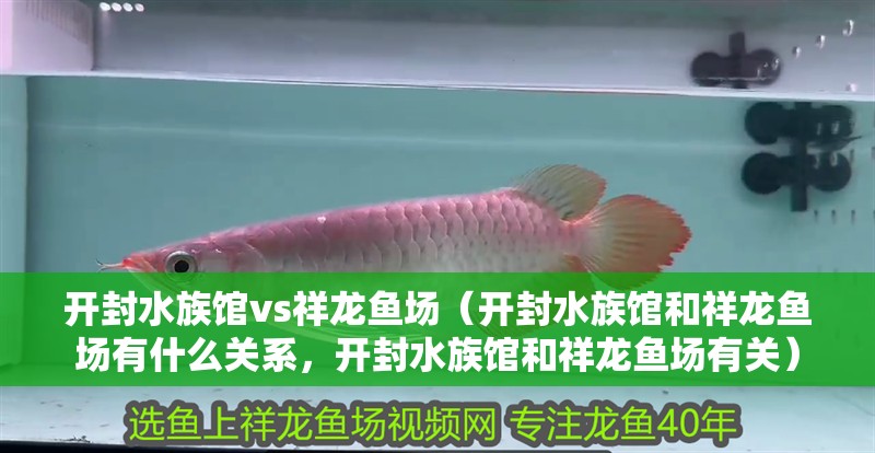 開封水族館vs祥龍魚場（開封水族館和祥龍魚場有什么關(guān)系，開封水族館和祥龍魚場有關(guān)）