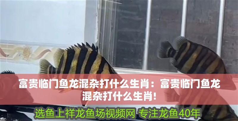 富貴臨門魚龍混雜打什么生肖：富貴臨門魚龍混雜打什么生肖!