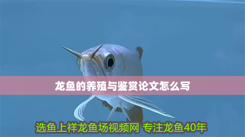 龍魚的養殖與鑒賞論文怎么寫