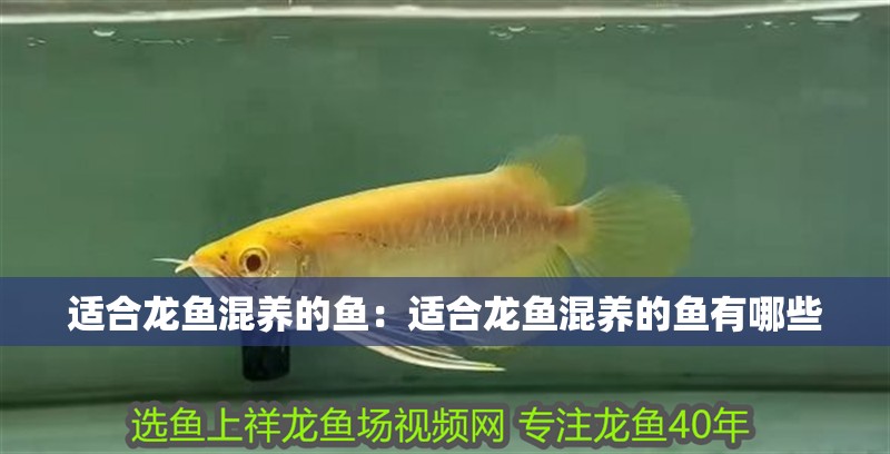 適合龍魚混養的魚：適合龍魚混養的魚有哪些