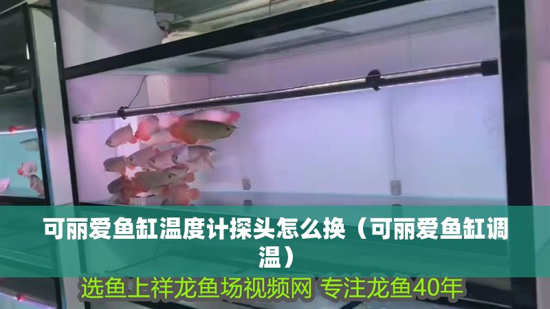 可麗愛魚缸溫度計探頭怎么換（可麗愛魚缸調溫）