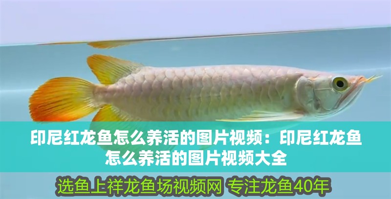 印尼紅龍魚怎么養(yǎng)活的圖片視頻：印尼紅龍魚怎么養(yǎng)活的圖片視頻大全