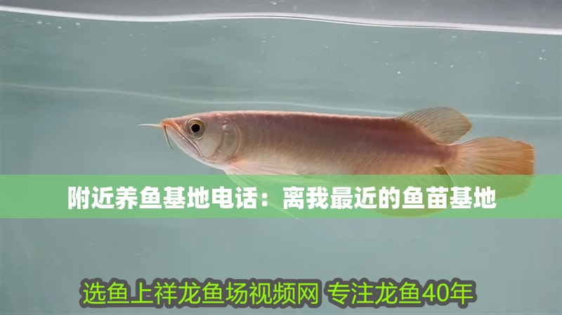 附近養魚基地電話：離我最近的魚苗基地