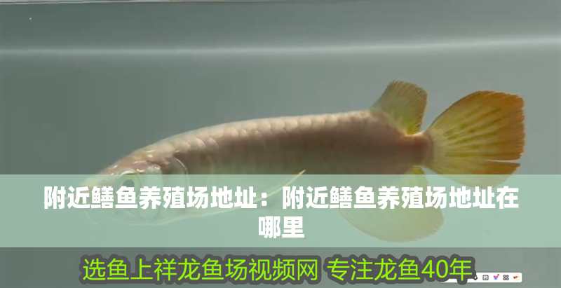 附近鱔魚養殖場地址：附近鱔魚養殖場地址在哪里