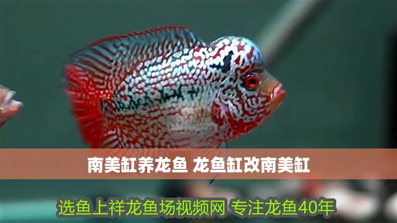 南美缸養龍魚 龍魚缸改南美缸