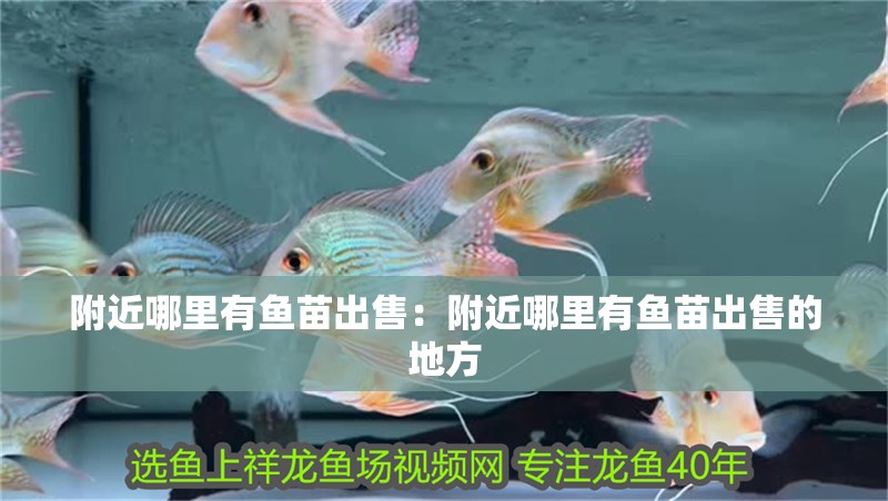 附近哪里有魚苗出售：附近哪里有魚苗出售的地方