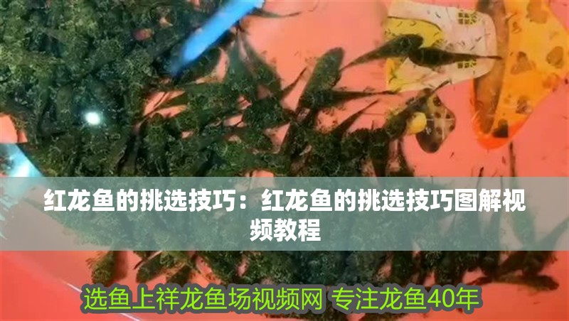 紅龍魚的挑選技巧：紅龍魚的挑選技巧圖解視頻教程