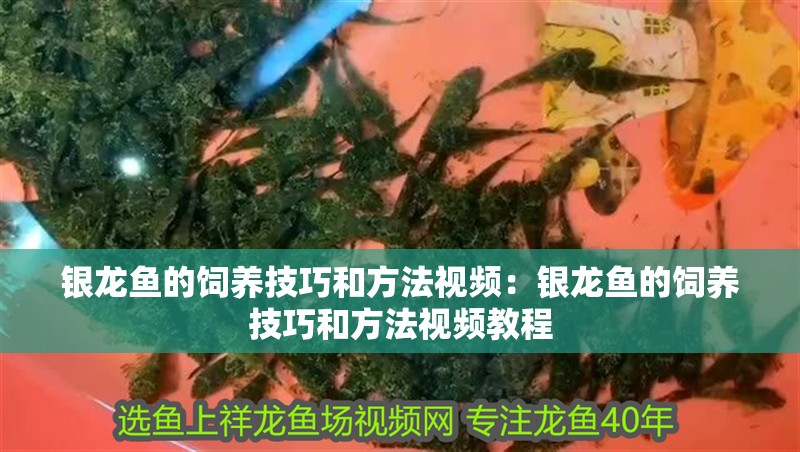 銀龍魚的飼養技巧和方法視頻：銀龍魚的飼養技巧和方法視頻教程
