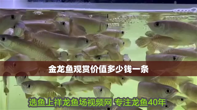 金龍魚觀賞價值多少錢一條