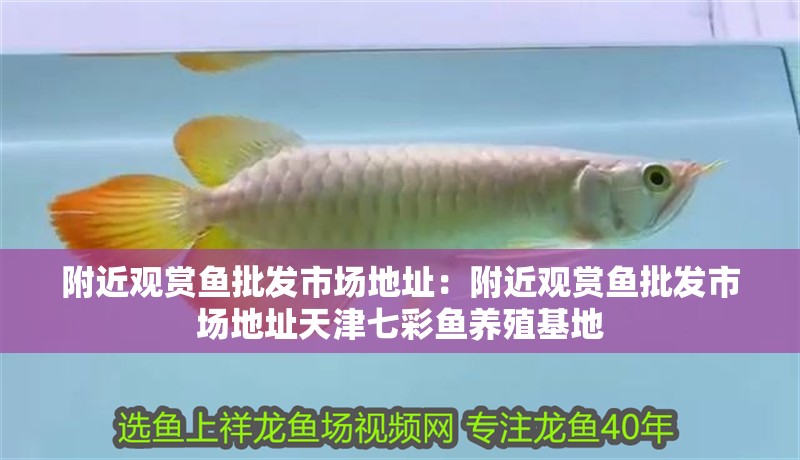 附近觀賞魚批發(fā)市場(chǎng)地址：附近觀賞魚批發(fā)市場(chǎng)地址天津七彩魚養(yǎng)殖基地
