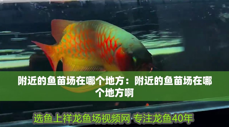 附近的魚苗場在哪個地方：附近的魚苗場在哪個地方啊