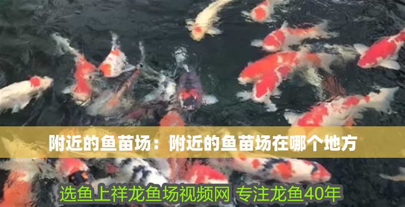 附近的魚苗場：附近的魚苗場在哪個地方