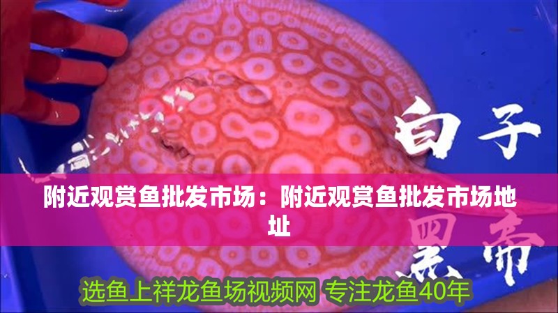 附近觀賞魚批發(fā)市場：附近觀賞魚批發(fā)市場地址