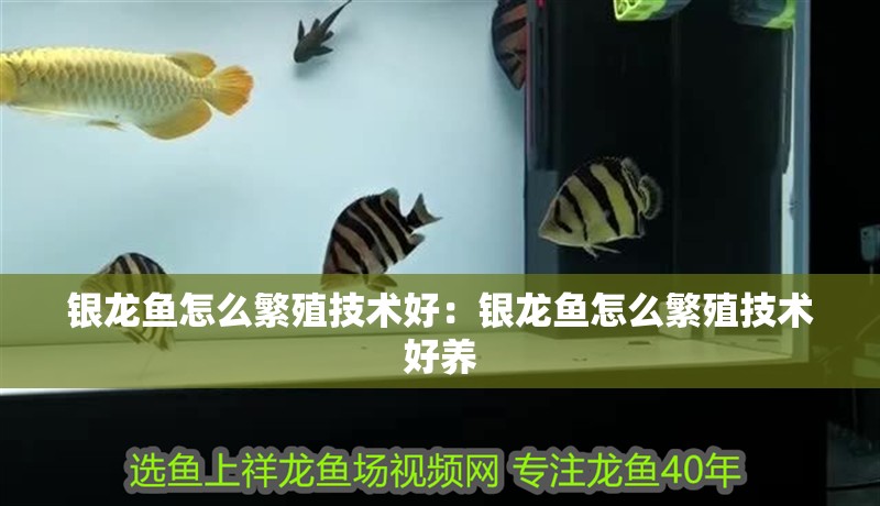 銀龍魚怎么繁殖技術(shù)好：銀龍魚怎么繁殖技術(shù)好養(yǎng)