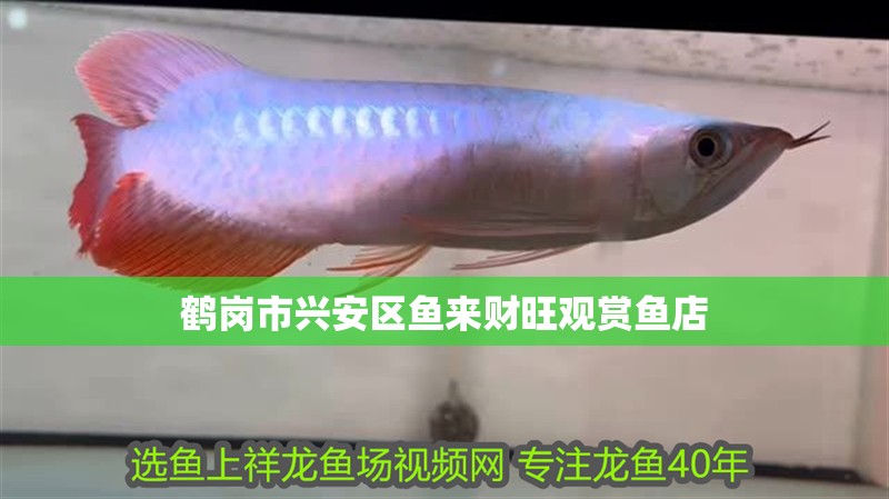 鶴崗市興安區魚來財旺觀賞魚店