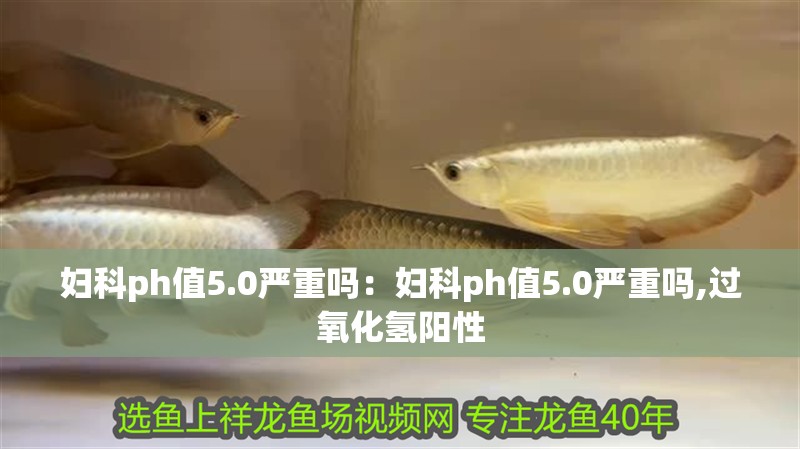 婦科ph值5.0嚴重嗎:婦科ph值5.0嚴重嗎,過氧化氫陽性 龍魚百科 第2張 婦科ph值5.0嚴重嗎:婦科ph值5.0嚴重嗎,過氧化氫陽性 婦科ph值5.0嚴重嗎:婦科ph值5.0嚴重嗎,過氧化氫陽性 龍魚百科 第2張