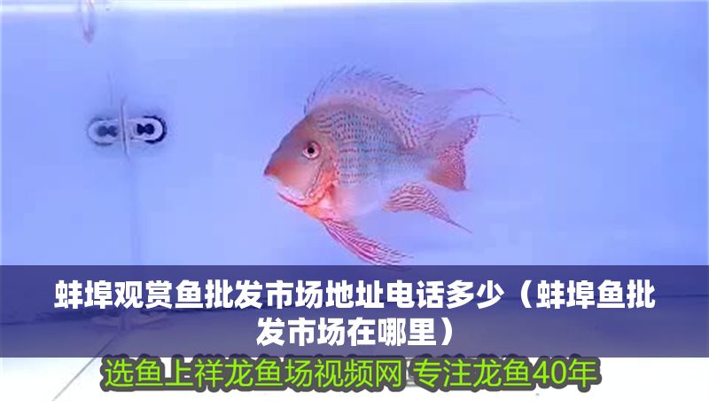 蚌埠觀賞魚批發市場地址電話多少（蚌埠魚批發市場在哪里）
