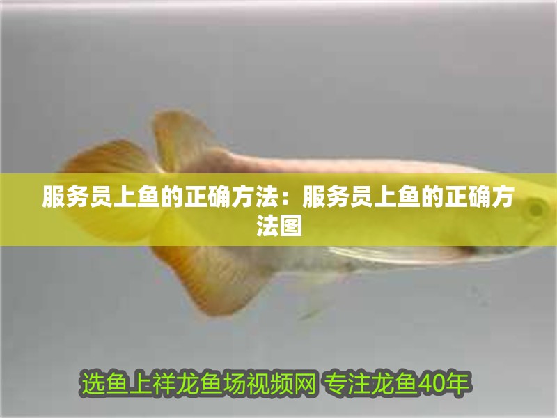 服務(wù)員上魚的正確方法：服務(wù)員上魚的正確方法圖