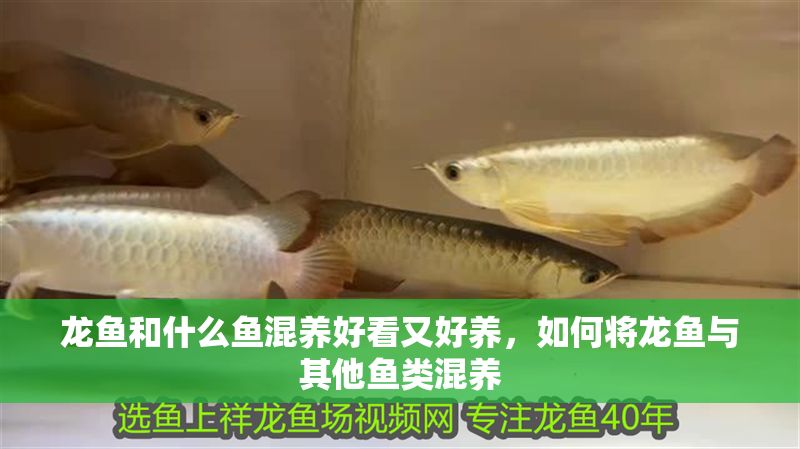 龍魚和什么魚混養好看又好養，如何將龍魚與其他魚類混養