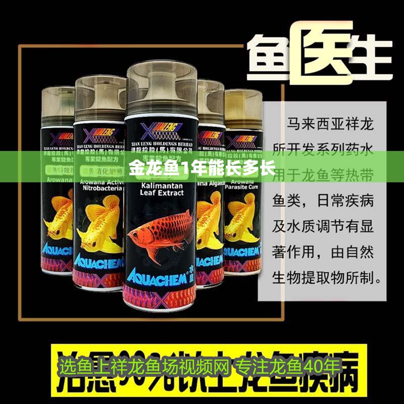 金龍魚1年能長多長