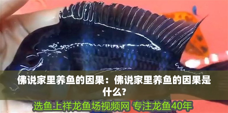 佛說家里養魚的因果：佛說家里養魚的因果是什么?