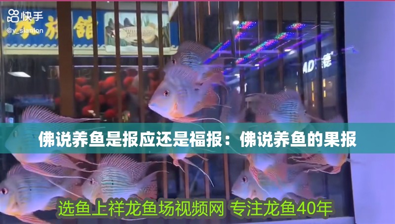 佛說養(yǎng)魚是報應(yīng)還是福報：佛說養(yǎng)魚的果報