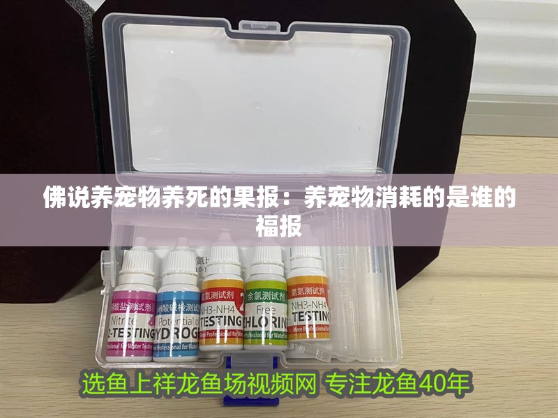 佛說養(yǎng)寵物養(yǎng)死的果報(bào)：養(yǎng)寵物消耗的是誰的福報(bào)