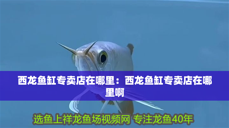 西龍魚缸專賣店在哪里：西龍魚缸專賣店在哪里啊