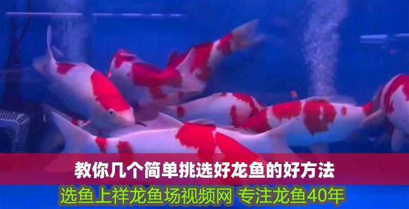 教你幾個(gè)簡單挑選好龍魚的好方法
