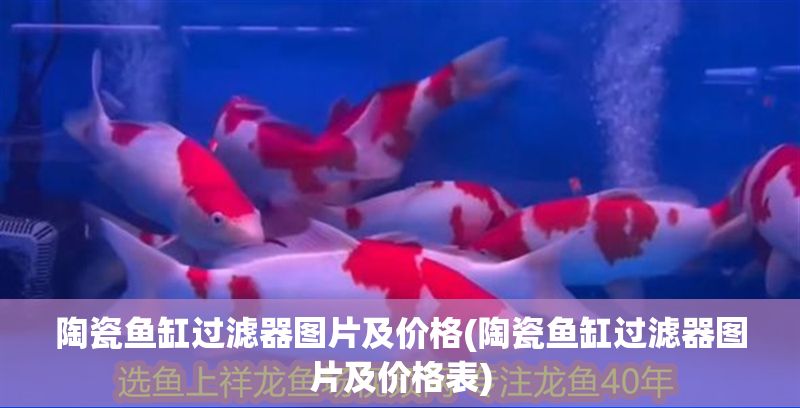 陶瓷魚缸過濾器圖片及價格(陶瓷魚缸過濾器圖片及價格表)